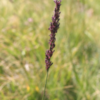 molinia_caerulea5bmd