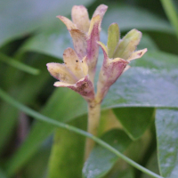 Primula integrifolia (Primevère à feuilles entières)