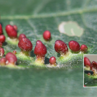 Aceria macrorhyncha (Galle de l'érable)