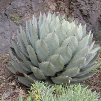 agave_parryi1md
