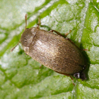 Byturus tomentosus (Byturus, ver de la framboise (larve))