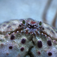 Calappa granulata (Crabe honteux)