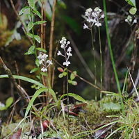 Cynorkis (Cynorchis) ridleyi (Cynorkis)