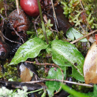 cynorkis_variegata2md (Cynorkis (Cynorchis) ridleyi)