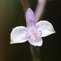 cynorkis_variegata3md (Cynorkis (Cynorchis) ridleyi)