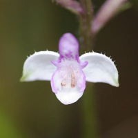 cynorkis_variegata4md (Cynorkis (Cynorchis) ridleyi)