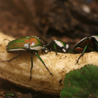 dicronorrhina_derbyana_layardi1md (Dicronorrhina derbyana layardi)