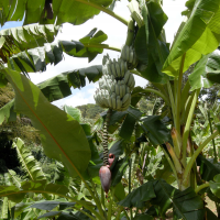 Musa x paradisiaca (Bananier (variétés))