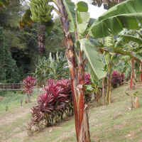 musa_x_paradisiaca-nyanga-plantain1md