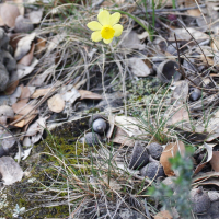 Narcissus assoanus (Narcisse d'Asso)