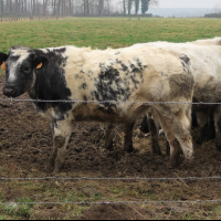 Bos taurus (19) (Vache race Blanc Bleu Belge (BBB))