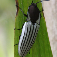 chalcolepidius_sulcatus3bd (Chalcolepidius sulcatus)