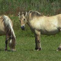 Equus caballus (Cheval Konik)