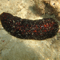 Holothuria fuscorubra (Concombre de mer)