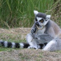 Lemur catta (Maki (2))