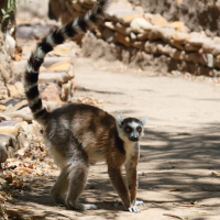 Lemur catta (Maki)