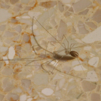 Spermophora senoculata (Pholque)