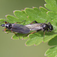 bibio_pomonae3bd (Bibio pomonae)