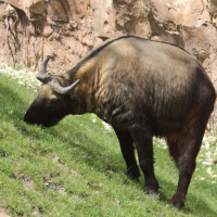 budorcas_taxicolor_taxicolor2md (Budorcas taxicolor ssp. taxicolor)