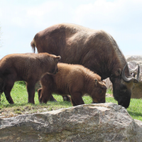 Budorcas taxicolor ssp. taxicolor (Taquin de Mishmi)