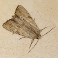 apamea_lithoxylon1md