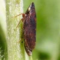 aphrodes_carinatus1md