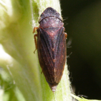 Aphrodes carinatus (Cicadelle)