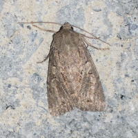 Apterogenum ypsillon (Noctuelle)