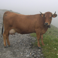 Bos taurus (20) (Vache race Tarentaise)