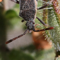 coriomeris_sp2bd