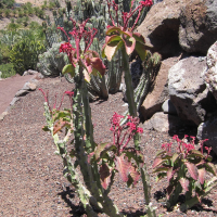 monadenium_coccineum1bd