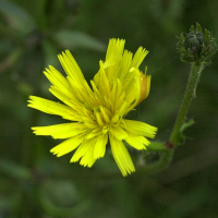 picris_hieracioides3md