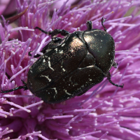 Protaetia vidua (Cétoine)