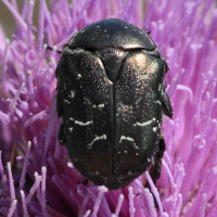 protaetia_vidua3bd (Protaetia vidua)