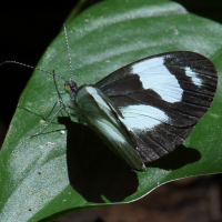 Dismorpha zathoe ssp. pallidula (Piéride, Zathoe Mimic White)
