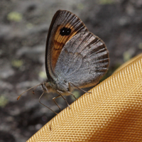 erebia_hispania2bd (Erebia rondoui)