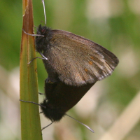 erebia_pharte1bd (Erebia pharte)