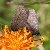 erebia_sudetica2bd (Erebia sudetica)