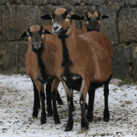 Ovis aries (Mouton du Cameroun, Mouton race Cameroun)