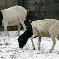 Ovis aries (Mouton race Somalie, Mouton de Somalie)