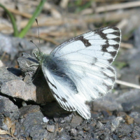 Insecta callidice (Piéride du vélar)