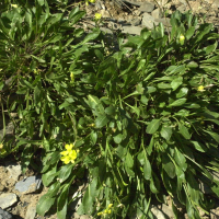 Brassica repanda ssp. repanda (Chou étalé)