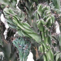 Cereus hildmannianus (Cactus cierge)