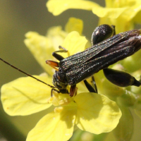 oedemera_flavipes2md