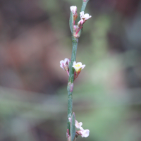 Polygonum equisetiforme (Renouée)