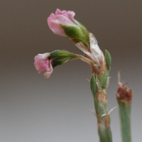 polygonum_equisetiforme4md