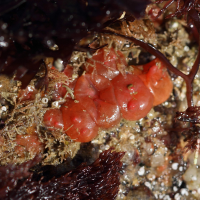 Dendrodoa grossularia (Ascidie groseille)