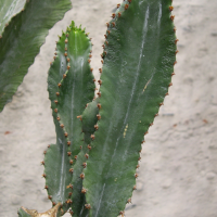 euphorbia_abyssinica3md