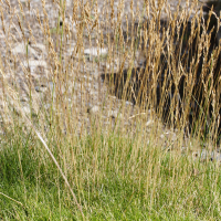 Festuca eskia (Fétuque eskia, Gispet)