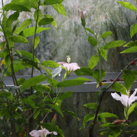 Hibiscus denisonii (Hibiscus de Denison)